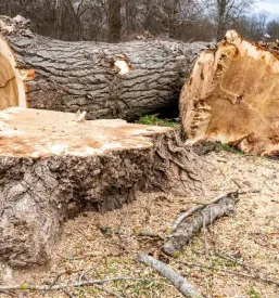 Gozdarske storitve murska sobota