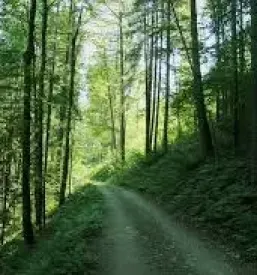 Gozdarske storitve in dela Osrednja Slovenija