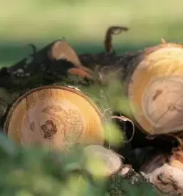 Poceni gozdarska dela Gorenjska