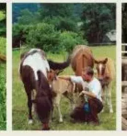 Horse riding Slovenia