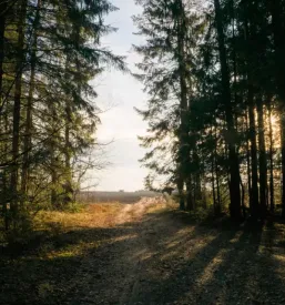 Izdelava gozdnih cest in vlak gorenjska