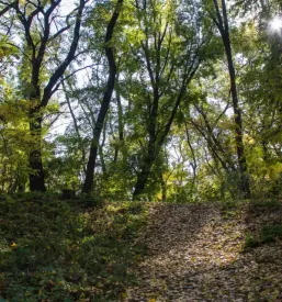 Izdelava gozdnih cest in vlak gorenjska