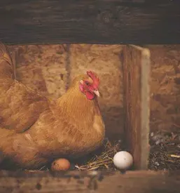 Kokošja jajca