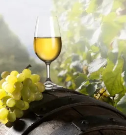 Kvalitetna bela vina Planina, Goriška