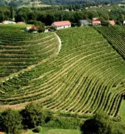 Kvalitetna buteljcna vina ptuj