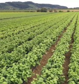 Kvalitetna oprema za vinograde stajerska