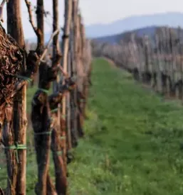 Kvalitetna rdeca vina kras