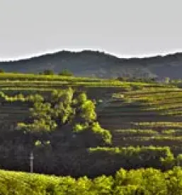 Kvalitetna vina goriska