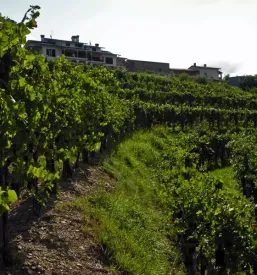 Kvalitetna vina goriska