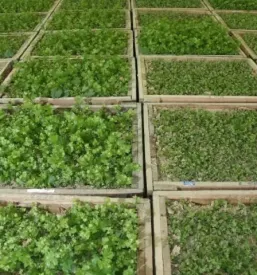 vine plants Slovenia