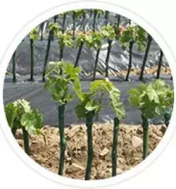 Quality vine plants