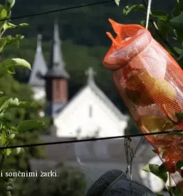 Cviček cena 