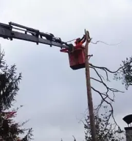 Obrezovanje drevja Kranj, okolica, Gorenjska