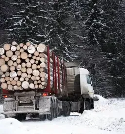 Cenik lesa hlodovina