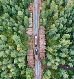 Odkup hlodovine cenik