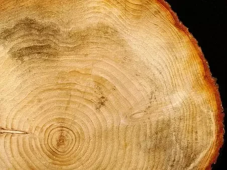 Odkup lesa Brestanica 