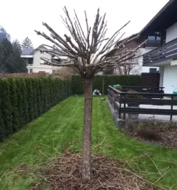 Posek dreves Gorenjska, Slovenija