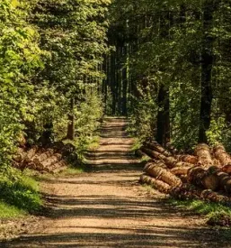 Posek in spravilo lesa gorenjska