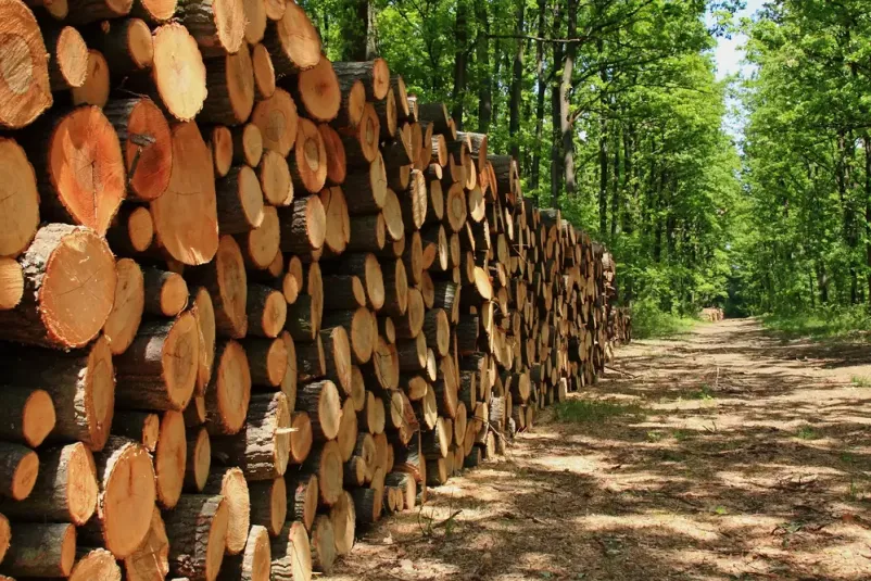 Posek in spravilo lesa Gorenjska