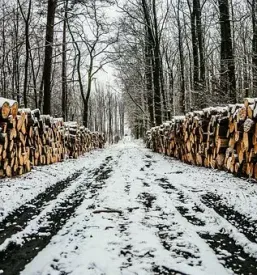 Prevoz lesa po sloveniji