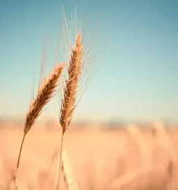 Prodaja kmetijskega materiala pomurje