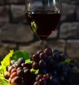 Prodaja najboljšega terana Kras