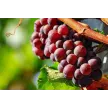 Vinogradništvo, kmetija Reškičevi