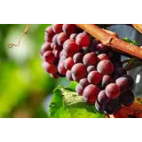 Vinogradništvo, kmetija Reškičevi