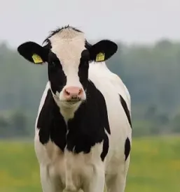 Raw milk slovenia