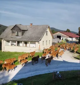Govedoreja Kočevje