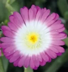 Roze trajnice gorenjska