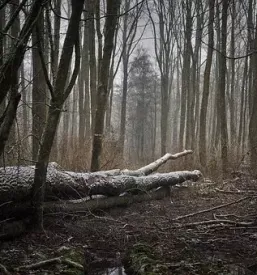 Spravilo lesa Slovenija