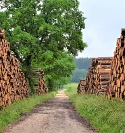 Sečnja lesa Slovenija