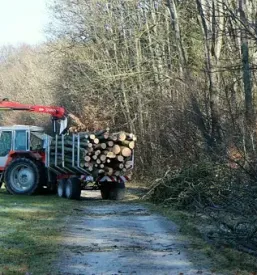 Sečnja lesa po Sloveniji
