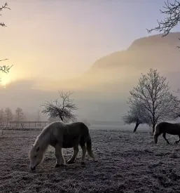 Jahanje konj Bohinj