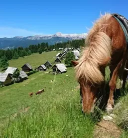 Otroško jahanje Bohinj, Gorenjska