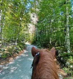 Terensko jahanje Bohinj, Gorenjska