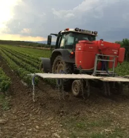 Poceni trsne cepljenke Slovenija