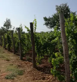 Dobra turistična kmetija na Krasu