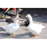Kmečki turizem Blaž