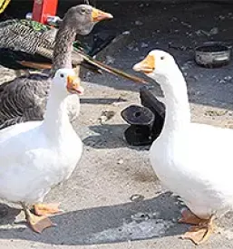 Izletniška kmetija