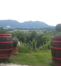 Turisticna kmetija in vinotoc savinjska