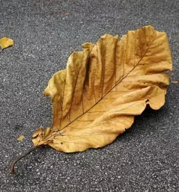 Ugodno asfaltiranje dvorisc gorenjska