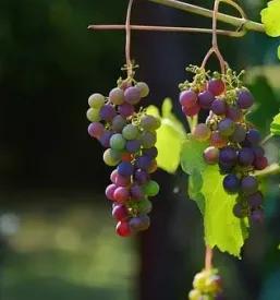 Ugodno trsničarstvo Podravska