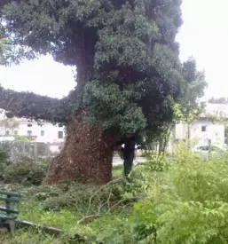 Urejanje okolice in vrtov Primorska