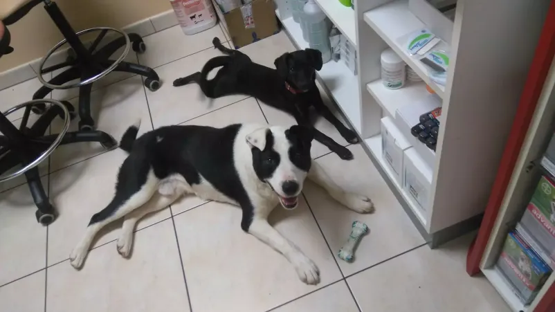 Veterinar Črnomelj 