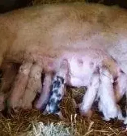 Veterinarske storitve Savinjska