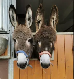 Veterinarska ambulanta luxequine
