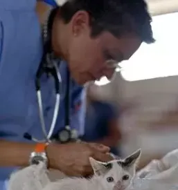 Veterinarska ambulanta prlekija