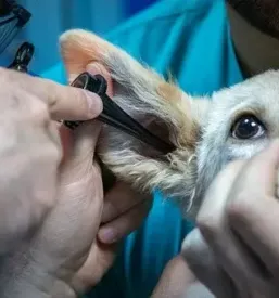 Veterinarska ambulanta prlekija